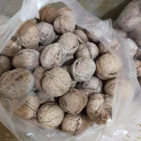 گردو به قیمت عمده