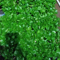 سبزه نارنج فقط40000