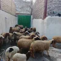 میش|حیوانات مزرعه|فیروزآباد (لرستان), |دیوار