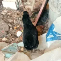 مرغ وخروس گلین وبرهما|حیوانات مزرعه|باغ بهادران, |دیوار