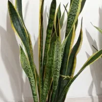 گل سانسوریا پر غلاف و پر پاجوش|گل و گیاه طبیعی|تربت جام, مطهری|دیوار