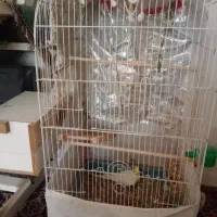عروس هلندی مولد مرغ عشق وفنچ مولد