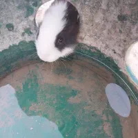 خرگوش|موش و خرگوش|میبد, |دیوار