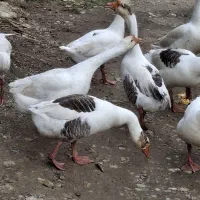 فروش قوغاز اوکراینی