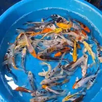 ماهی کوی|ماهی|سیرجان, |دیوار