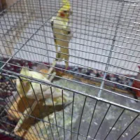 پرنده