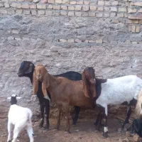 بز بزغاله کاموری گلابی پاکستانی جوان درشت بره میش