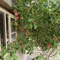 باغ با خانه باغ در شهر هریس|فروش خانه و ویلا|هریس, |دیوار