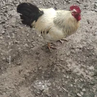 خروس
