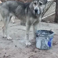 ماده خراسانی جوان