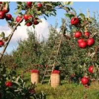 اکیپ کارگری برای باغات