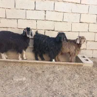 بزغاله فروشی|حیوانات مزرعه|شاهرود, |دیوار