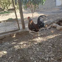 خروس گلین جوان|حیوانات مزرعه|داراب, |دیوار
