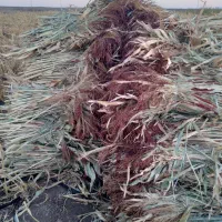 جارو|لوازم نظافت|زنجان, |دیوار