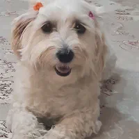 سگ تربیت شده نژاد مالتیز شیتزو بفروش میرسد
