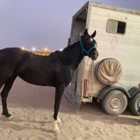 اسب مادیان عرب خالص ایرانی