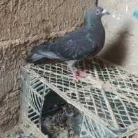 پرنده