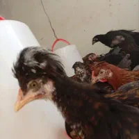 مرغ و خروس نژاد دار و جوجه هاشون با هم