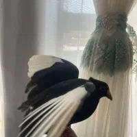 کفتر|پرنده|زرند, |دیوار