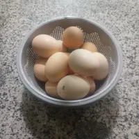 فروش تخم مرغ بومی