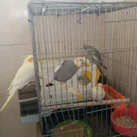 عروس هلندی|پرنده|خرمشهر, |دیوار