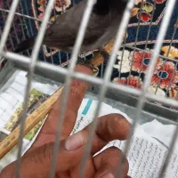 سهره اهوازی نر شاه تخم|پرنده|محمدشهر, علی آباد گونه|دیوار