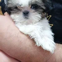 سگ عروسکی سوپر فلت|سگ|شاهین‌شهر, سعدی جنوبی|دیوار