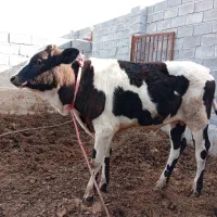 گاو زاییده .وابستن سنگین