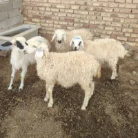 بره نر و ماده سبک