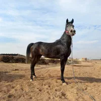 مادیان|اسب و تجهیزات اسبسواری|مبارکه, |دیوار