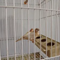 فنچ|پرنده|رشت, جانبازان|دیوار