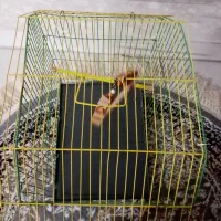 قفس پرنده نو|لوازم جانبی حیوانات|پاکدشت, پاکدشت (مامازند)|دیوار