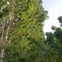 700متر-باغ-بادرختان-میوه-و-سپیدار-300م-زیر-قیمت