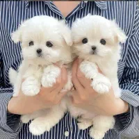 توله سگ های مالتیز عروسکی