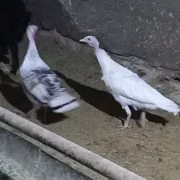 بوقلمون