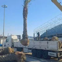 بریدن نخل قطع درخت هرس نخل سمپاشی نخل باغبانی|خدمات باغبانی و درختکاری|اهواز, نادری|دیوار