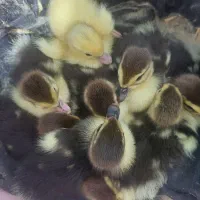 اردک خارجی (اسرائیلی) نر|حیوانات مزرعه|فاضل آباد, |دیوار