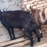 بره قوچ