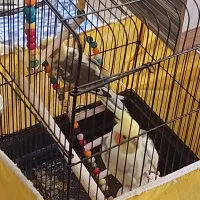 عروس هلندی|پرنده|تهران, امیریه|دیوار