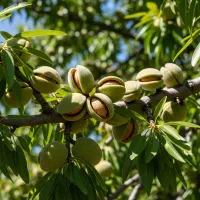 فرصت طلایی نمایندگی نهال با درآمد میلیاردی