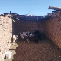 بره ماده و بزغاله