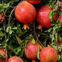 انار  آب انار رب انار|خوردنی و آشامیدنی|تهران, گرگان|دیوار