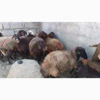 میش