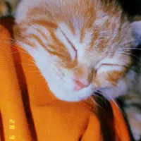 واگذاری دو عدد گوگولی نارنجی|گربه|مشهد, شهید قربانی|دیوار