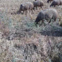 گوسفند داشتی معاوضه با تراکتور  جفت