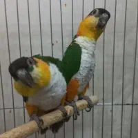 کایک سرسیاه|پرنده|تهران, افسریه شمالی|دیوار