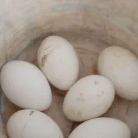 تخم غاز|حیوانات مزرعه|رشت, استقامت ۲|دیوار