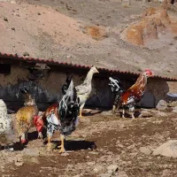 تخم نطفه دار گلین|حیوانات مزرعه|هیر, |دیوار