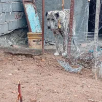 سگ سرحال معاوضه با تیپ کفتر