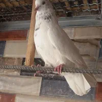 کبوتر طوق سبز نر.گلی تهرانی نر